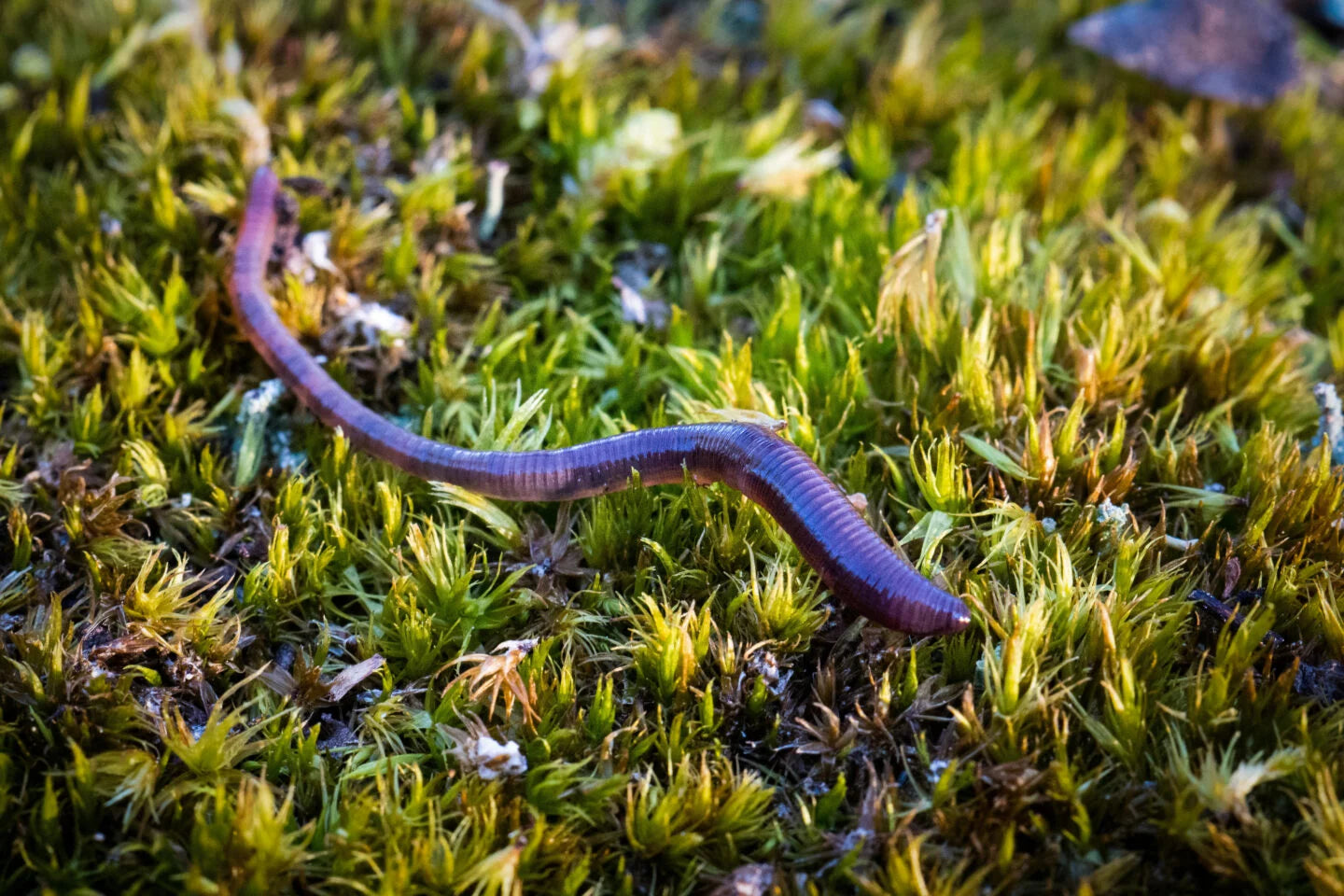 5/6/25 7-9 Light and Love Art Class at the Underground Lounge: Unearthing the worm from the comforts of darkness