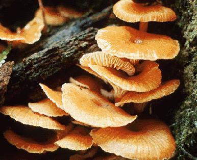5.21.25 Light and Love Art Class at Red Light Roastery: The Funness of Fungi