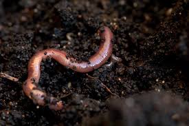 5/6/25 7-9 Light and Love Art Class at the Underground Lounge: Unearthing the worm from the comforts of darkness